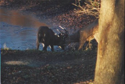 Locked Bucks